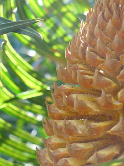 A close up image of the pollen cone.