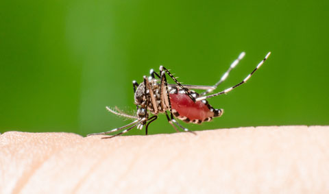 mosquito dengue virus