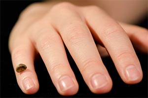 Replica of the finger bone fragment of a Denisovan hominin on a human hand. Nuclear DNA extracted from the finger bone was sequenced and compared with DNA from Tibetans and Han Chinese. Photo: MPI for Evolutionary Anthropology, Germany.