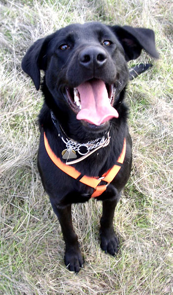 A black Labrador smiling at the camera.