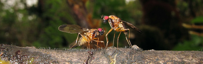 Two flies with orange hue and red eyes on a tree branch.