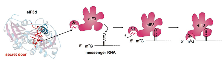 eIF3d protein