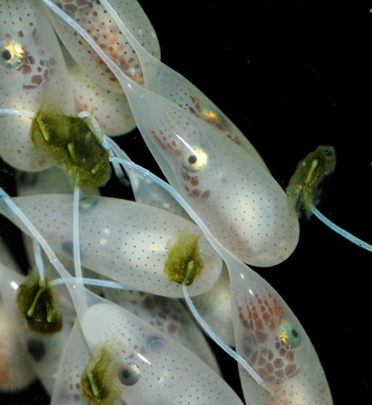 eggs of a larger Pacific striped octopus