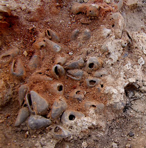 A mound of excavated sea shells in earth.