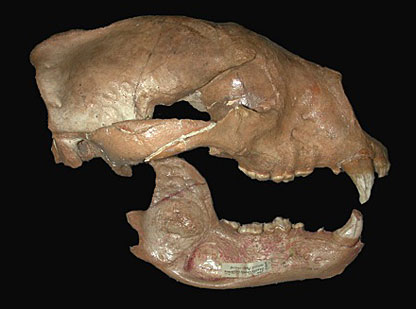 an animal skull.