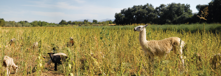 sheep and llama in a field