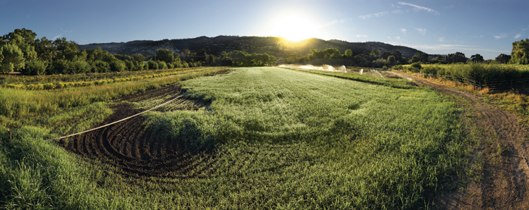 Fully Belly Farms field