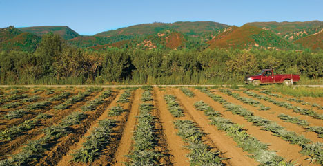 artichoke field