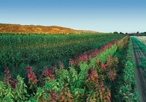 field of amaranth, sunflowers, and brook corn