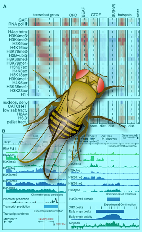A stylized picture of a fly over the Drosophila genome information.