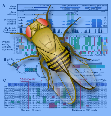 A stylized picture of a fly over the Drosophila genome information.