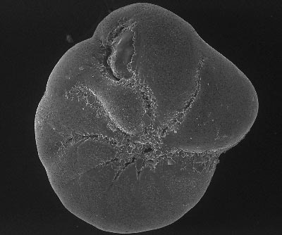 Microscopic foraminifera.