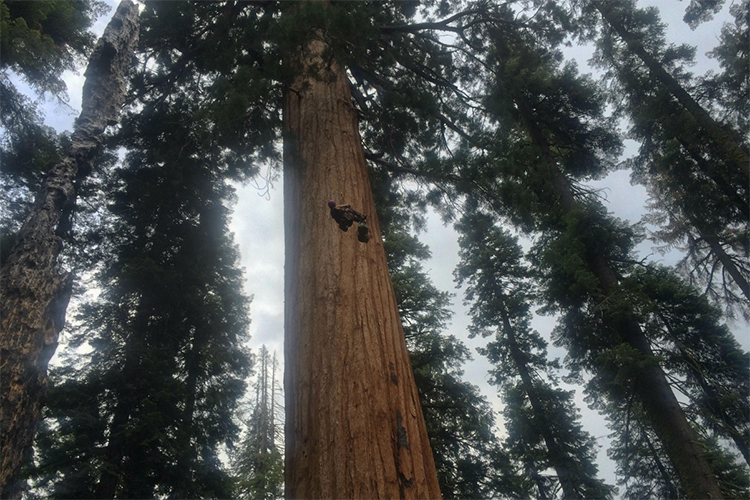 giant sequoias