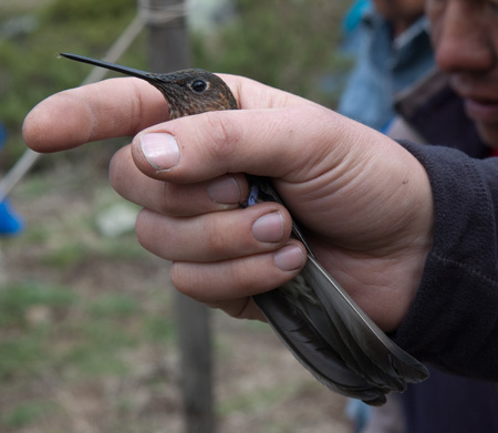 A Giant Hummingbird (Patagona gigas), the largest of the hummingbirds, photographed in Peru. Patagona, one of the nine principal lineages of hummingbirds, is found between sea level and 15,700 feet elevation in the Andes. Photo: Jimmy McGuire, UC Berkeley