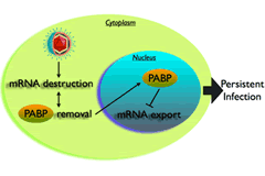 A diagram of the cell with PABP removal.