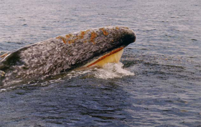 Grey whale skimming the top of the ocean.