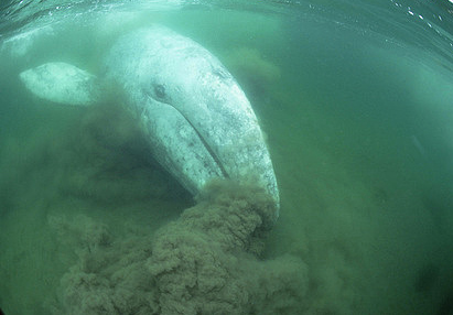 Grey whale on the ocean floor in a cloud of dust.