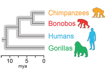 A family tree of four hominids