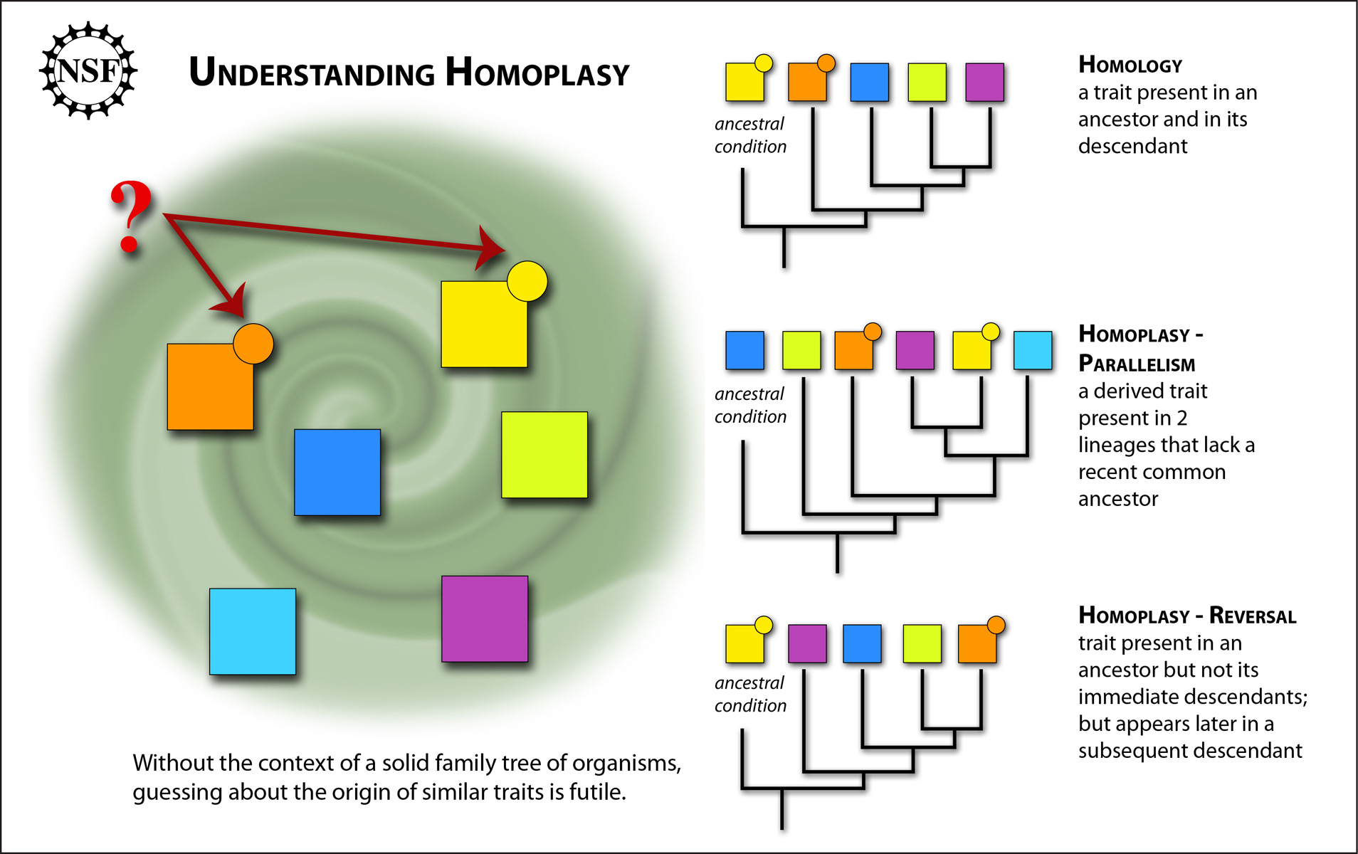 An NSF graphic titled 'understanding Homoplasy'.
