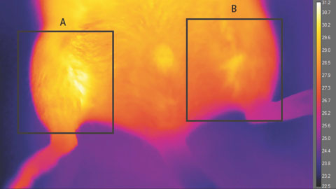 Thermograph of brown-like fat implanted in