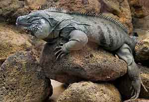 large Iguana sunbathing on a rock.