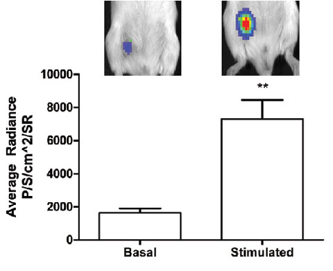 Implants respond to a stimulated cold challenge