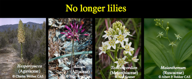 A graphic of four different flowers with their scientific names.