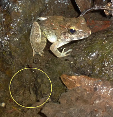 A male of the species L. larvaepartus sits next to a pool containing tadpoles (yellow circle), and may be guarding them, a typical male behavior in some frog species.