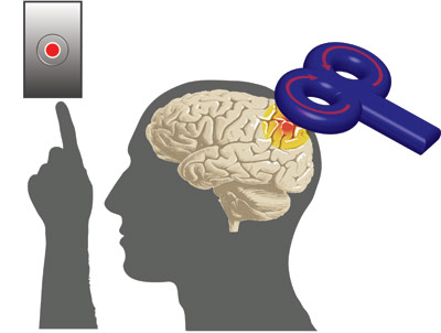 Illustration of the left posterior cortex of a brain being activated when a person touches a button with their left hand.