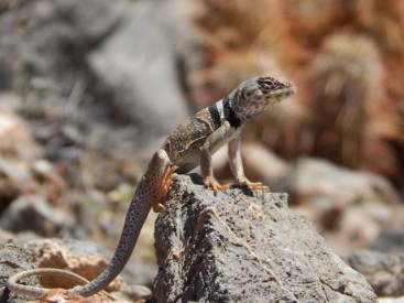 Great Basin Collared Lizard