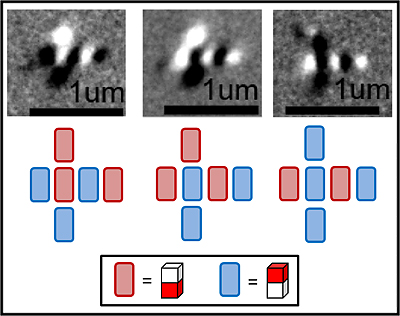 nanomagnets shown at one micrometer in length.