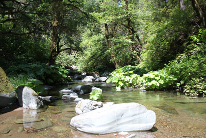 A stream east of Shasta.