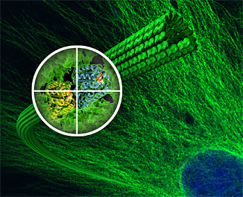 A microtubule network