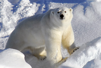 Greenlandic polar bear.