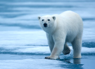 A polarbear.