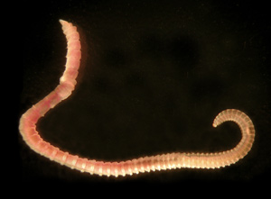 image of worm