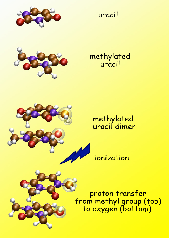The creation process using Uracil. 