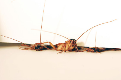 American cockroach