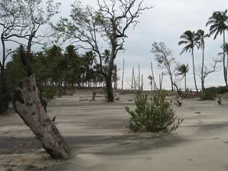 A beach-like landscape with sparse mangroves and palms.