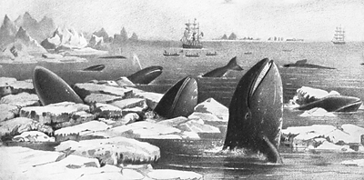 Stylized drawing of whales and ice.