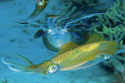  big-fin reef squid Sepioteuthis lessoniana