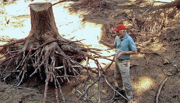 A researcher examines a tree stump.