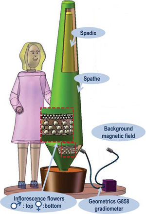 an illustration of the experiment.