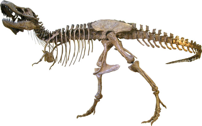 T. Rex skeleton.