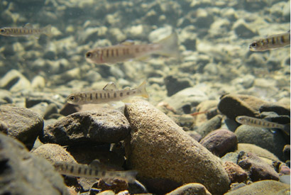 An underwater shot of trout in a stream