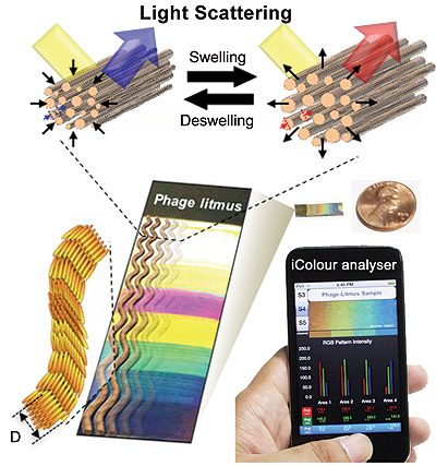 graphic showing colour analyser, phage litmus, and light scattering