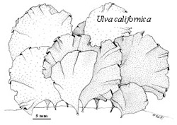 Ulva californica illustration