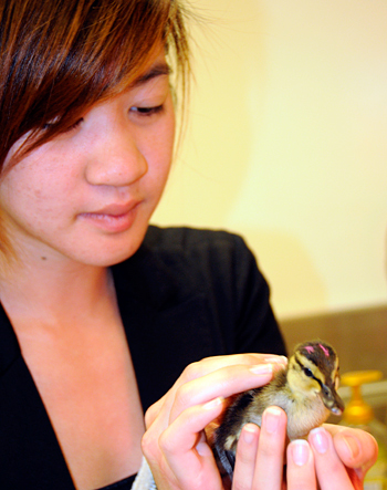 Woman petting duck in her hands.