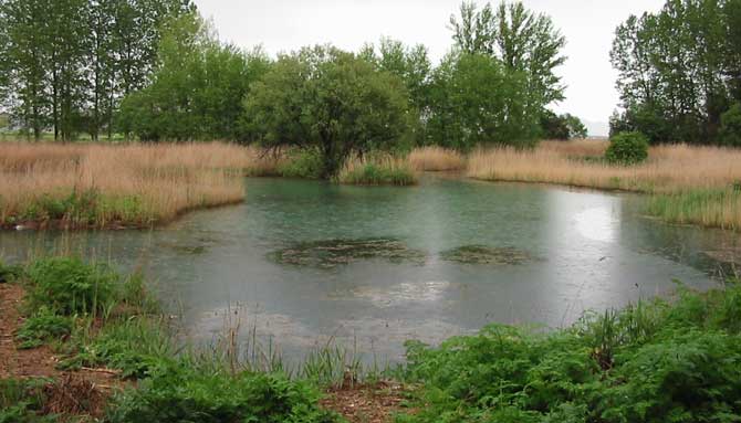 A small pond surrounded by straw.