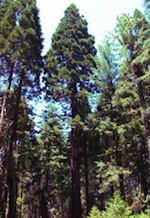 the canopy of a clump of conifers.